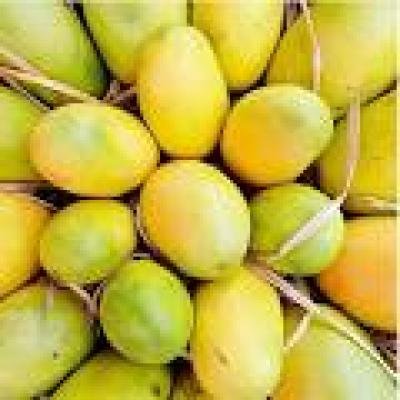 Cheraku Rasalu Mangoes