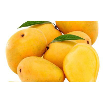 Alphanso Mangoes (5-6 pcs)