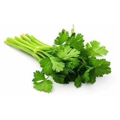 Coriander bunch