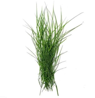 Durva/Dhruva/Doob grass