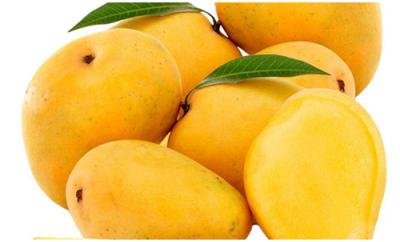 Imam Pasand Mangoes